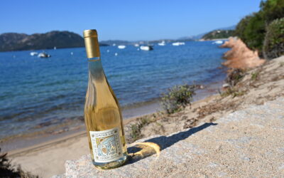 Clos Teddi – Un été dans le désert – Blanc 2025